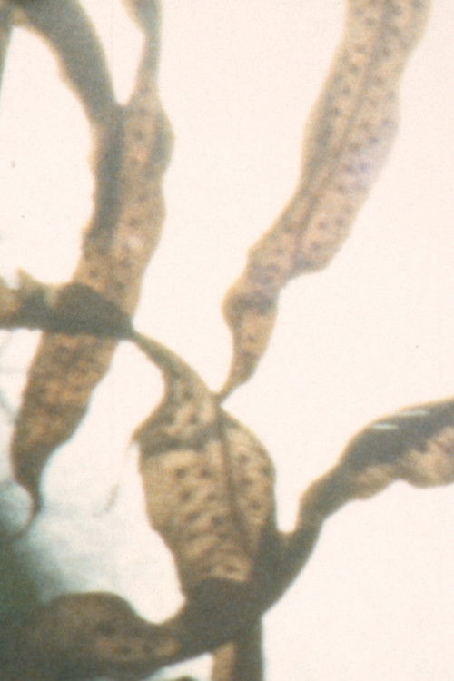 phototropes filmyzilla