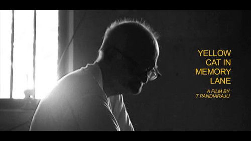 Yellow Cat in Memory Lane