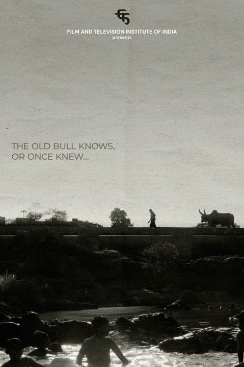 The Old Bull knows, or Once Knew